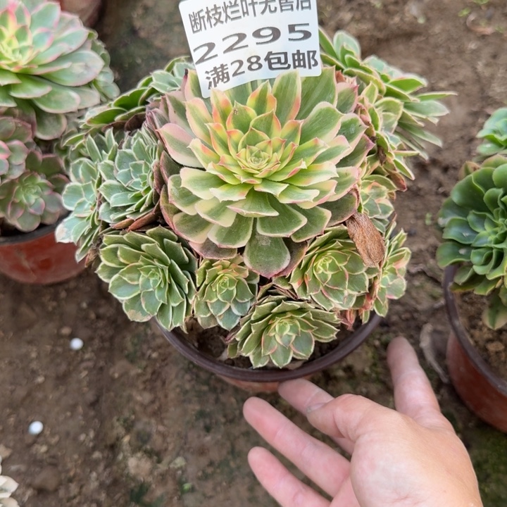 2295二号棚孔雀翎A