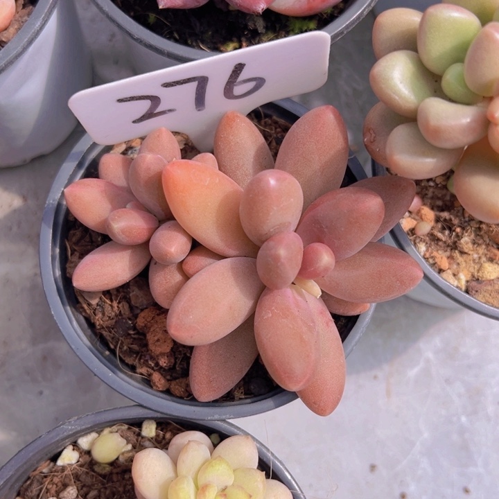 健健康康平平安安