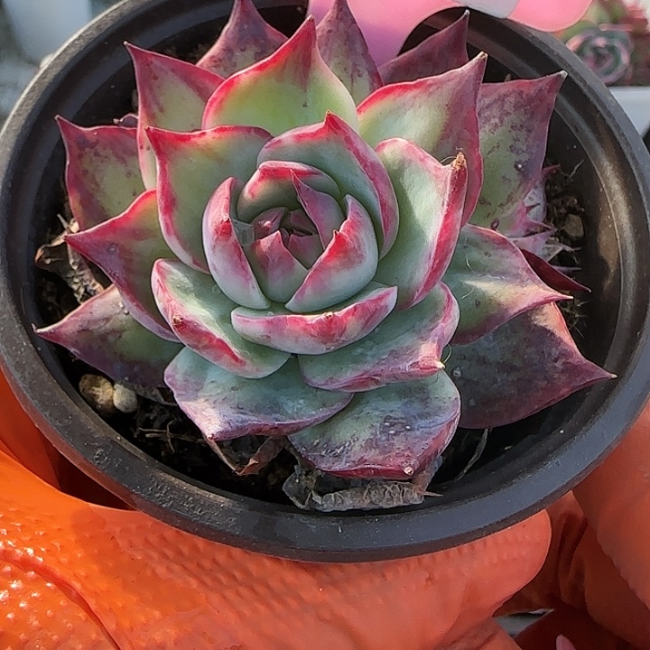 39 惊鸿仙子多肉植物6-9cm