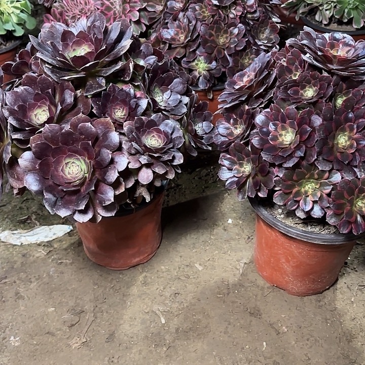 瑞***瑞多肉植物法师2颗21