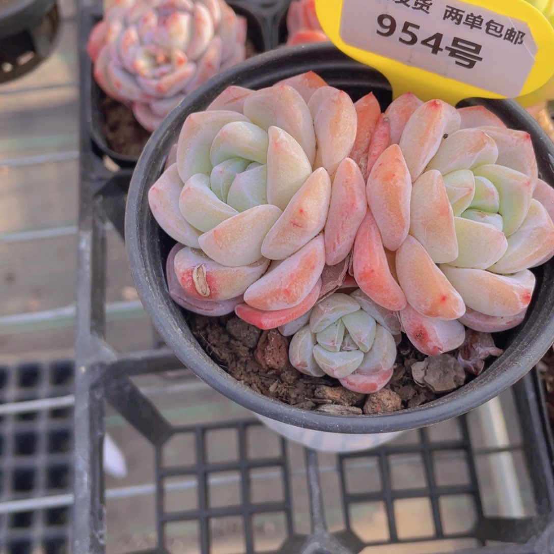 954号 奶油大白兔三头