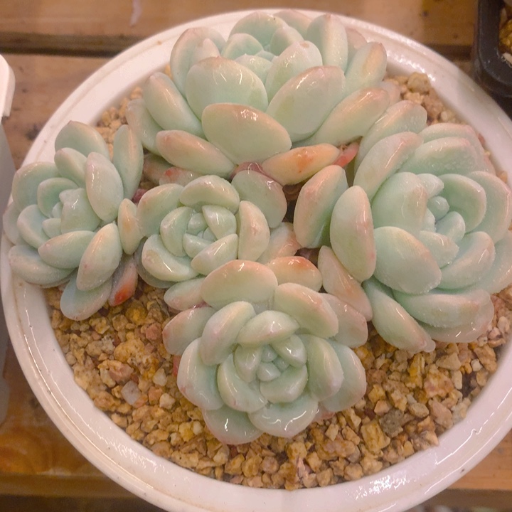 多肉乐园精品冰玉