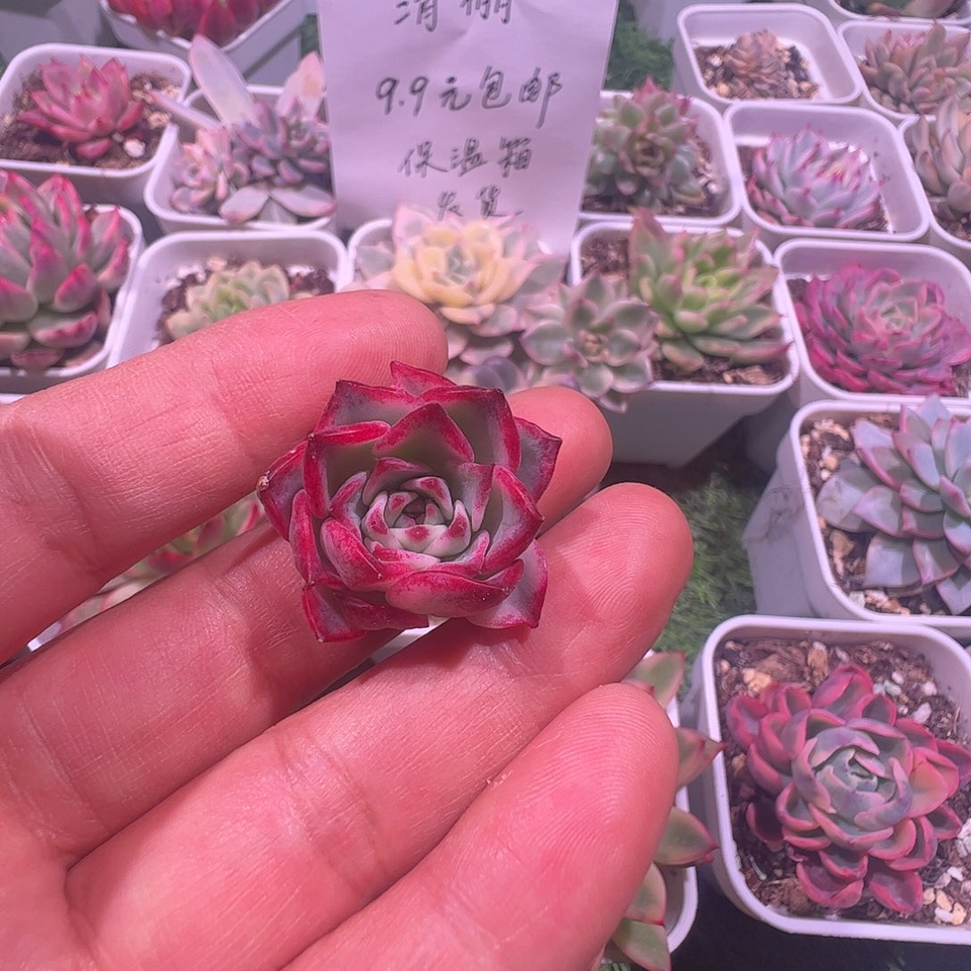 ：***诚多肉植物多肉植物