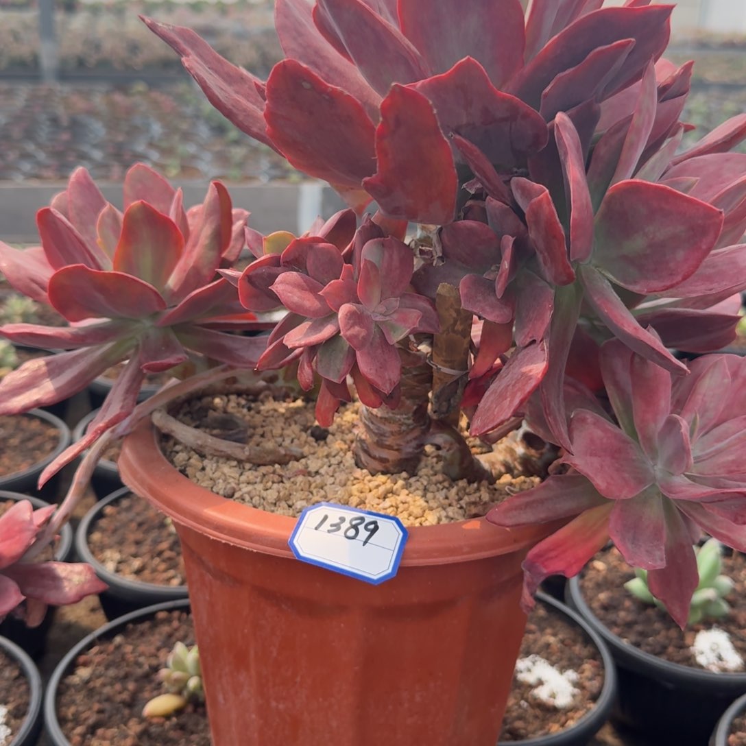 1389钻石锦凡艺多肉