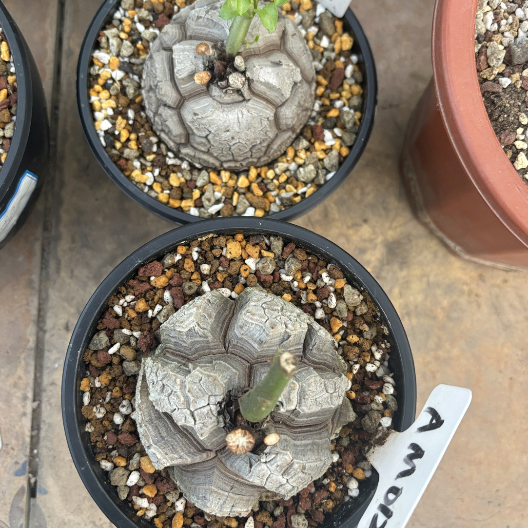 南非龟甲龙，一物一拍，块根植物