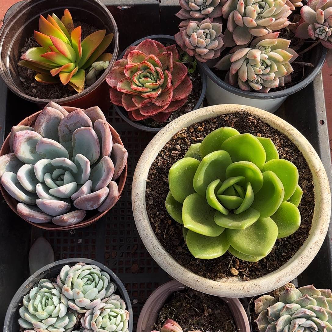 多肉植物331号yyyy