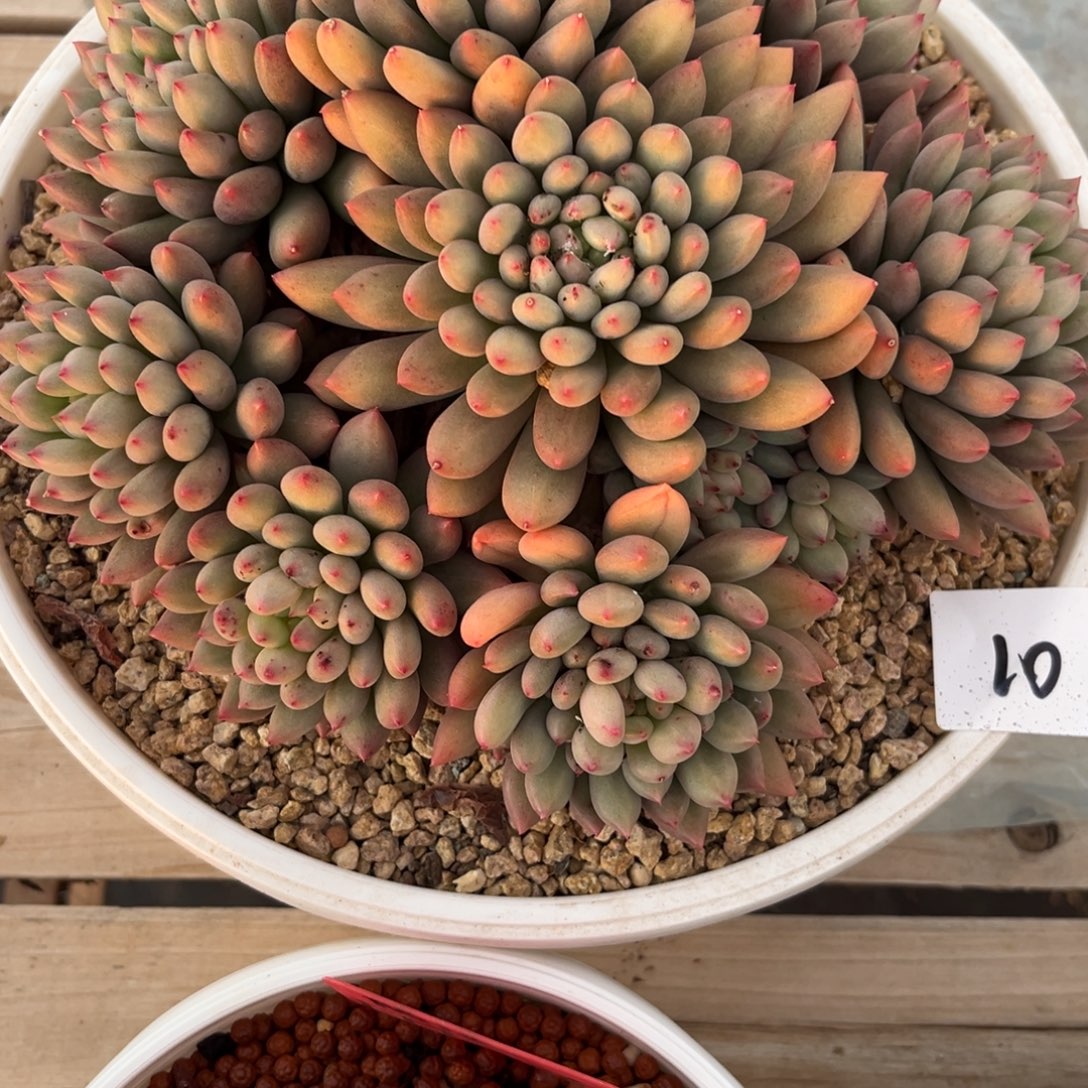 芳***华12.29-10岩字大群老桩