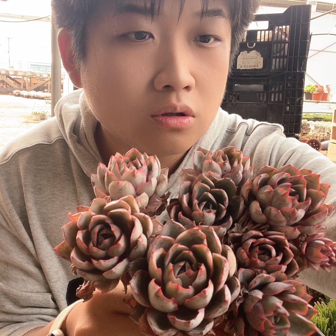 小叶赫拉女王老桩特价整桩