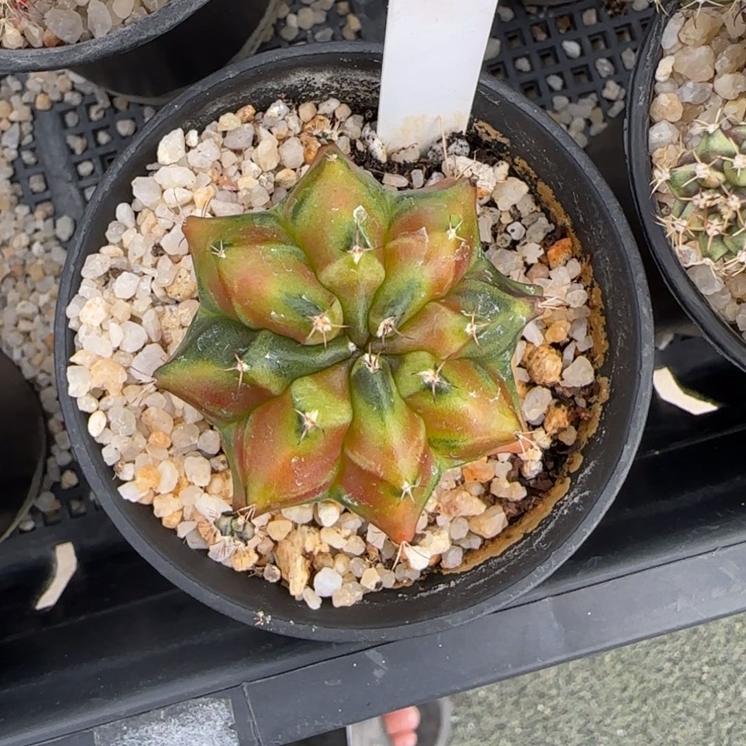 84-0116泰国发货多肉