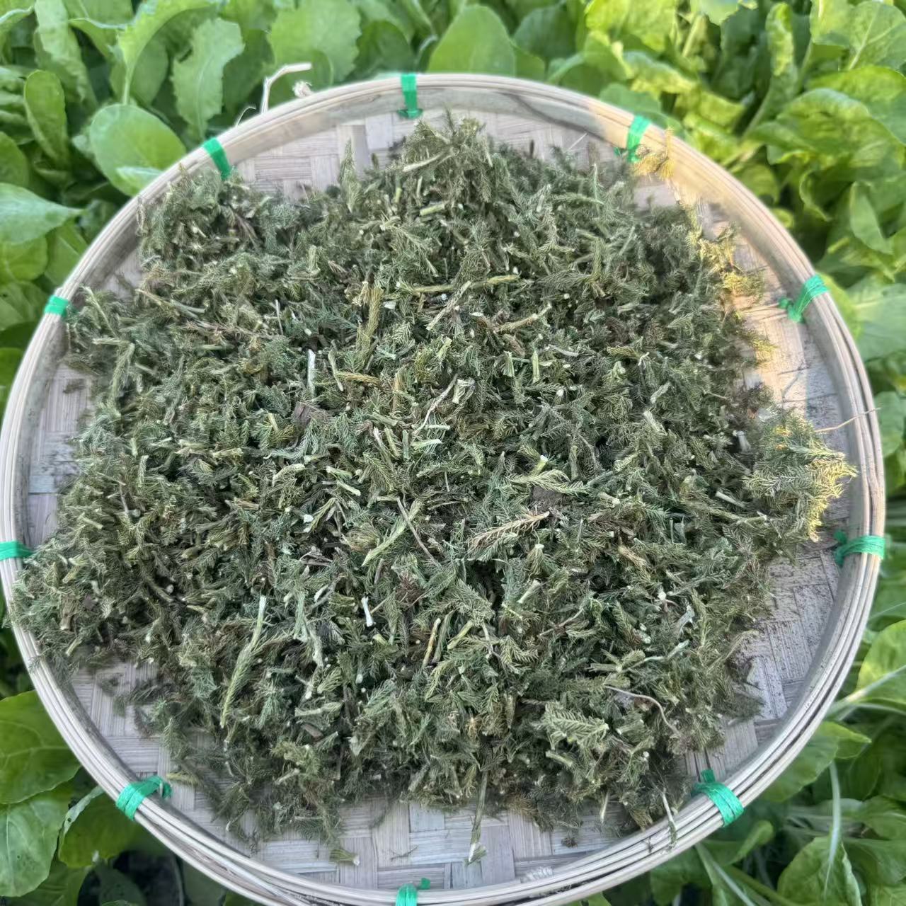 正宗伸筋草 可泡水