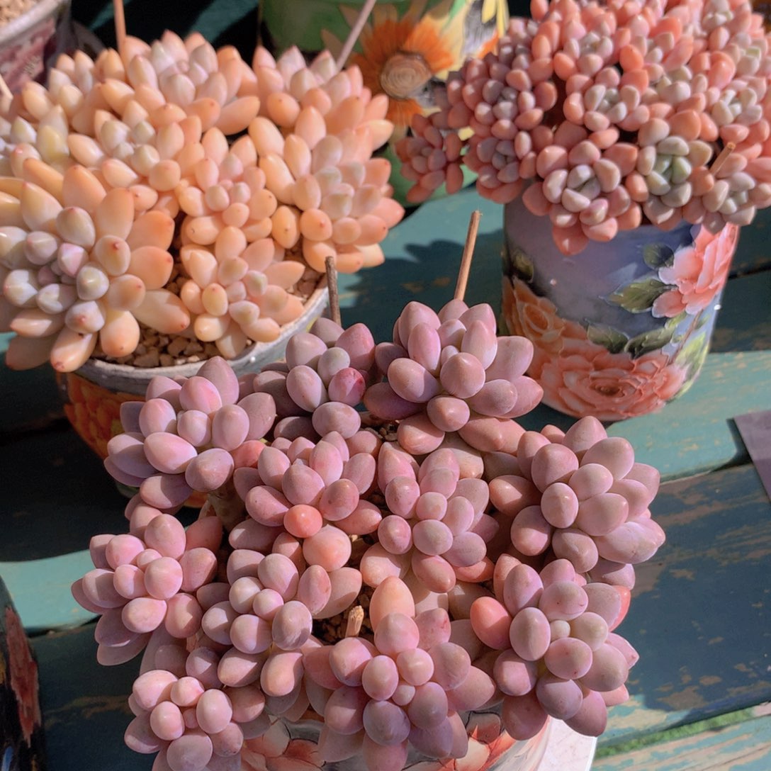 蜜多丽自然群无砍