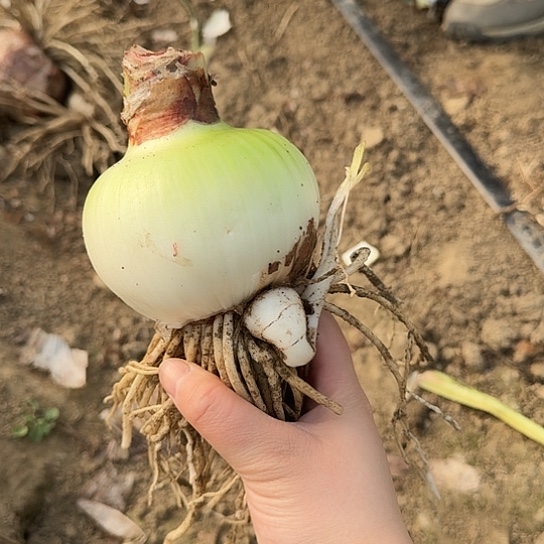 魅力四射籽播苗下午3号 8厘米带一个侧开花可能变异开花无售后