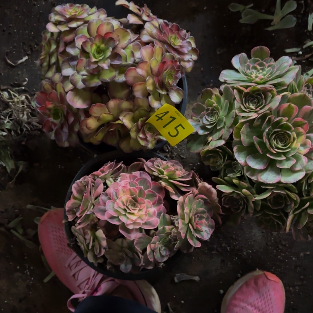 哈哈多肉葡萄福利多多415