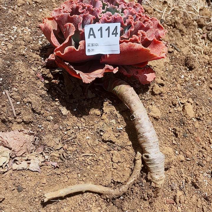 楊*阿狸莱特多肉114