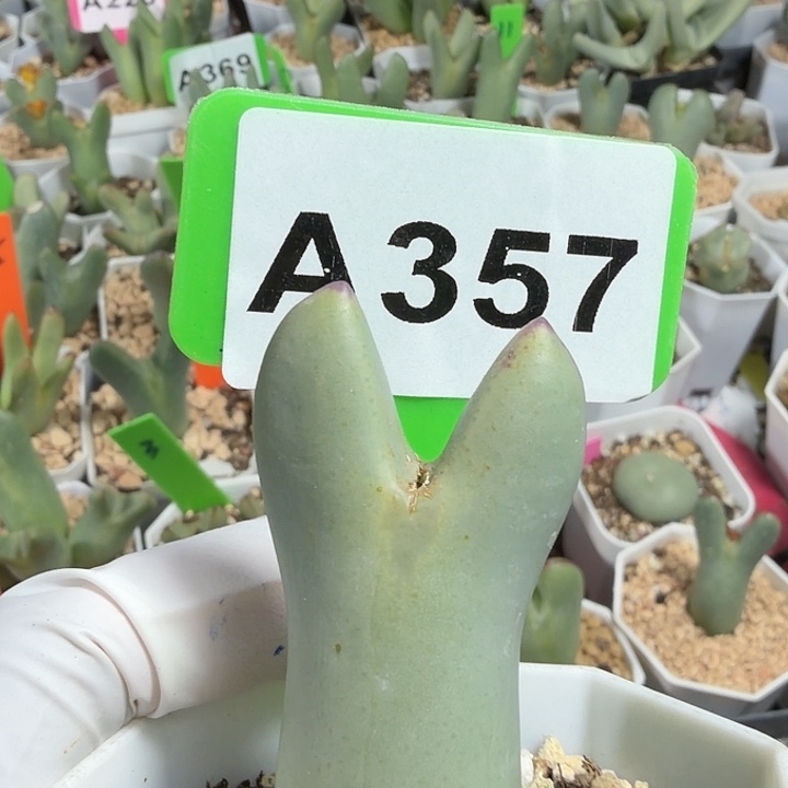 357mmmmnnnnmmmmnnnnmn