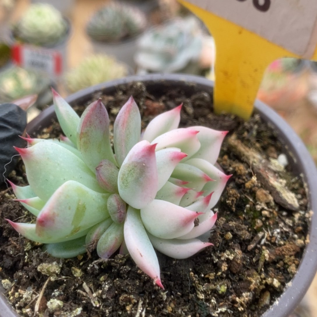 293吉娃娃锦锦锦锦锦锦