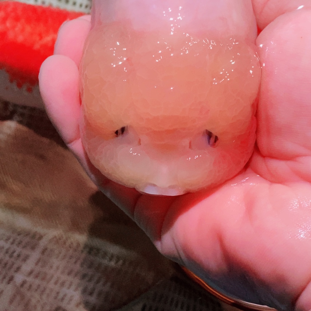 海水鱼老*落地包损包健康