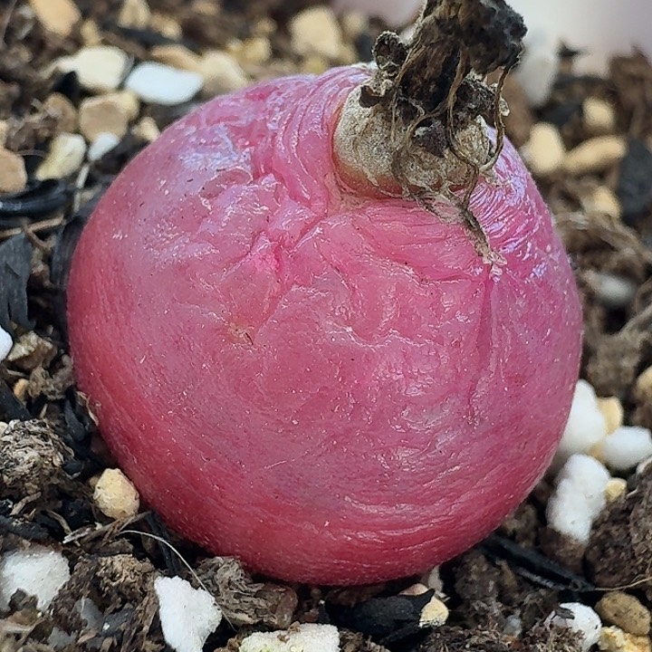 老马生石花灯泡2305