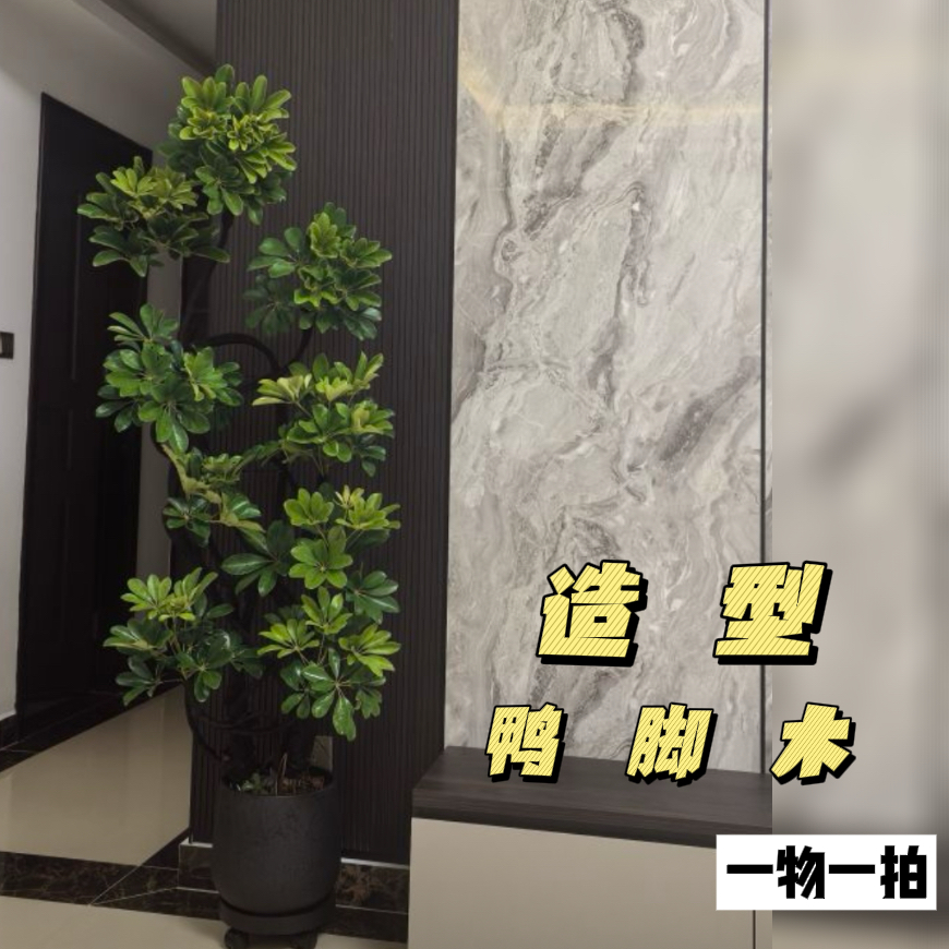 造型鸭脚木大型盆栽室内客厅绿植净化空气八方来财高级感绿植
