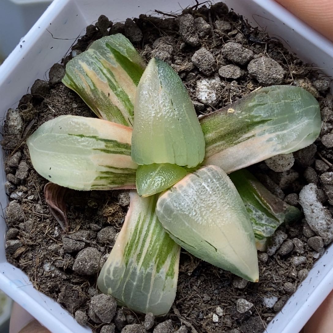 极上斑糯阿锦一物一拍