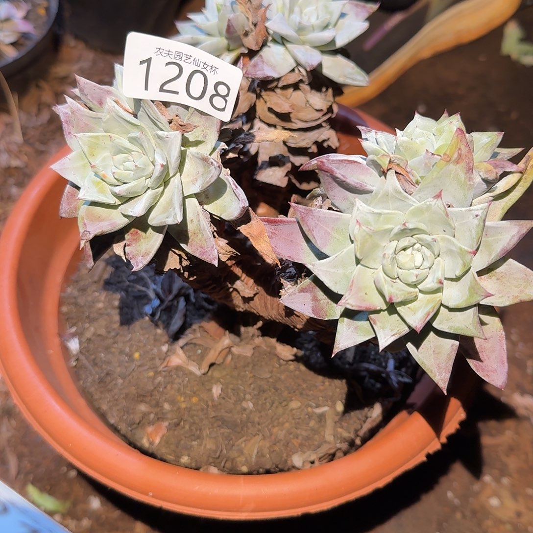 3代杂交仙女杯多肉福利