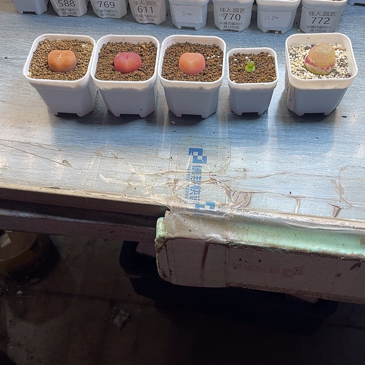 静***香佳人园艺多肉生石花静静