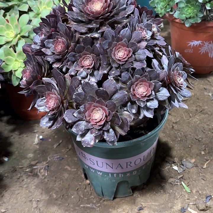 多肉植物法师万灰60