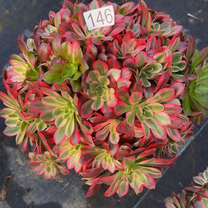 云***飘00000000000146花样年华