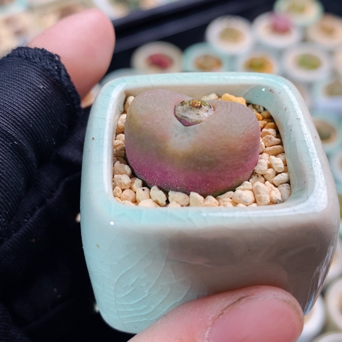 2378-要一物一拍带盆