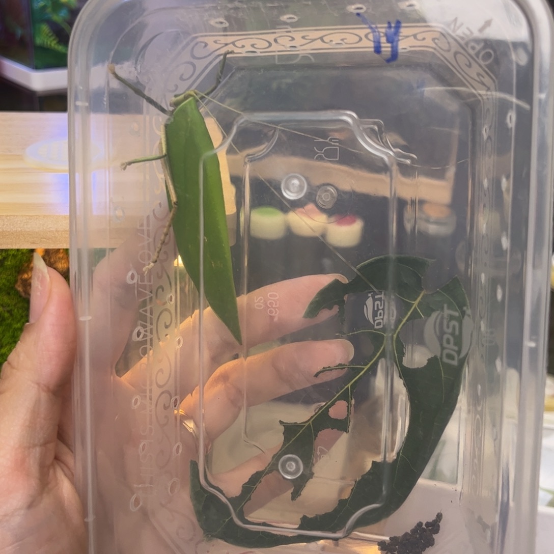 短爪花素背加竹蛉拍拍拍