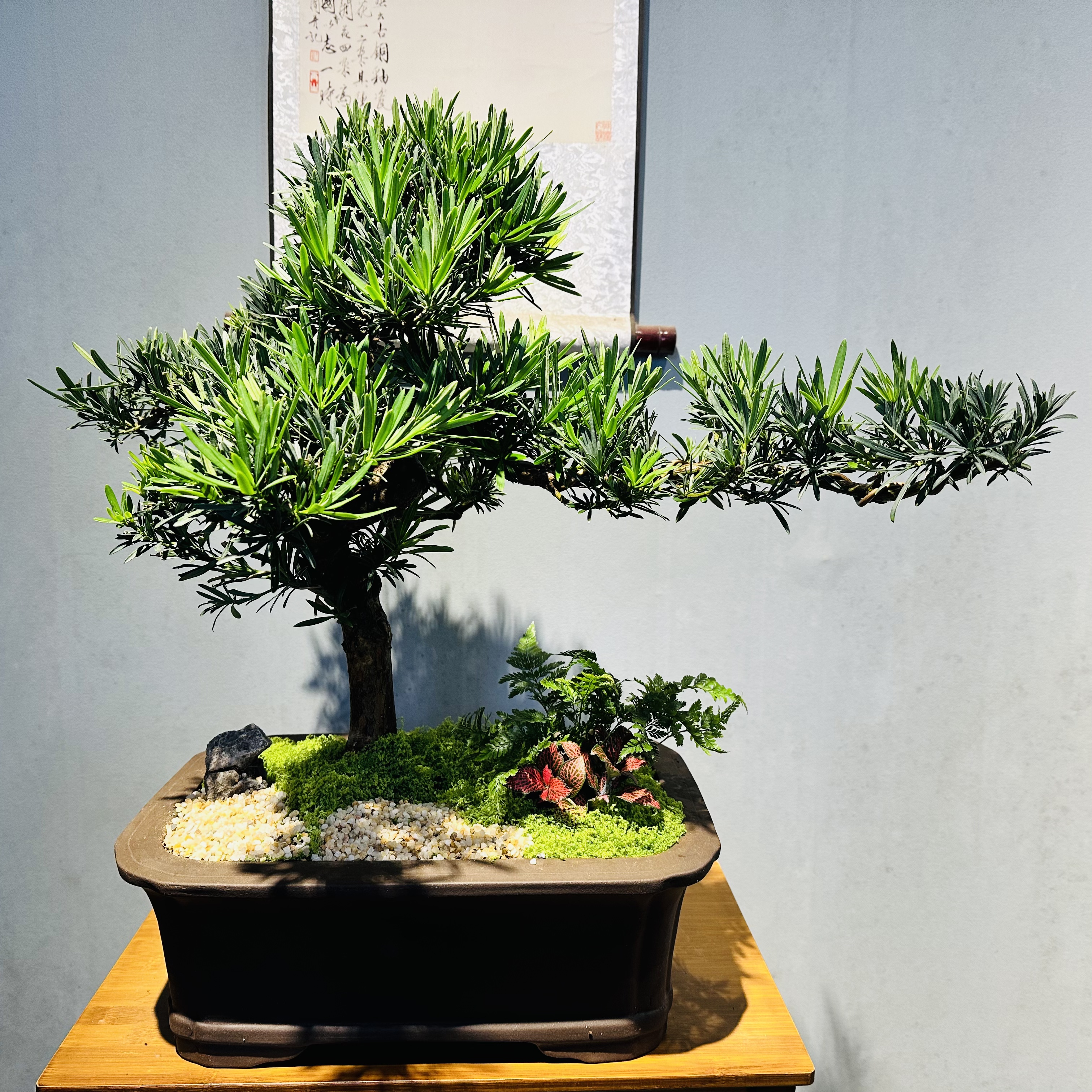 大老桩罗汉松+四方紫砂陶瓷盆+接水盆