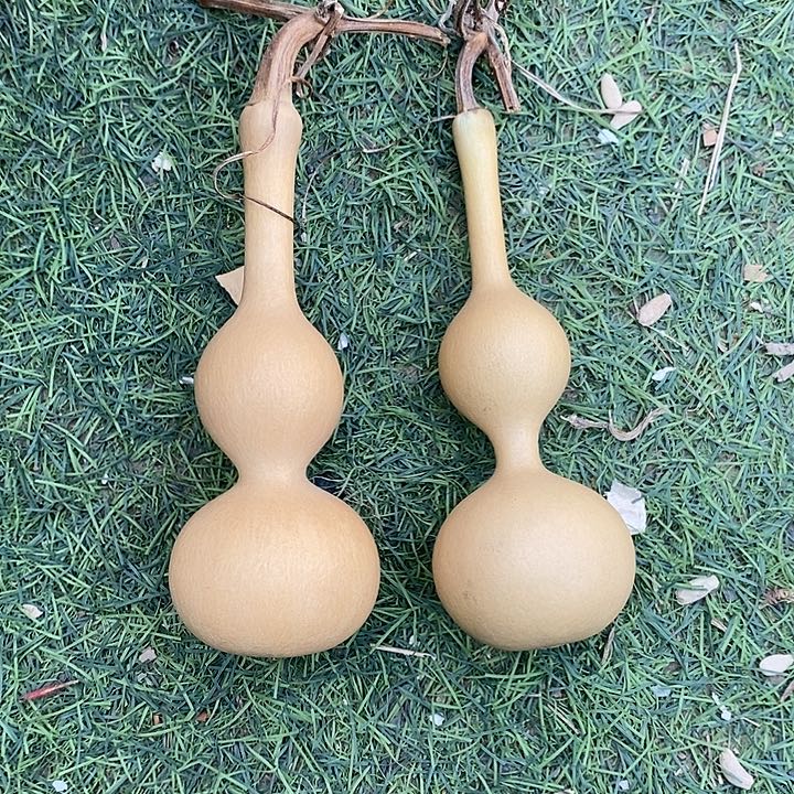 这**子我是一只小小鸟地域鬼