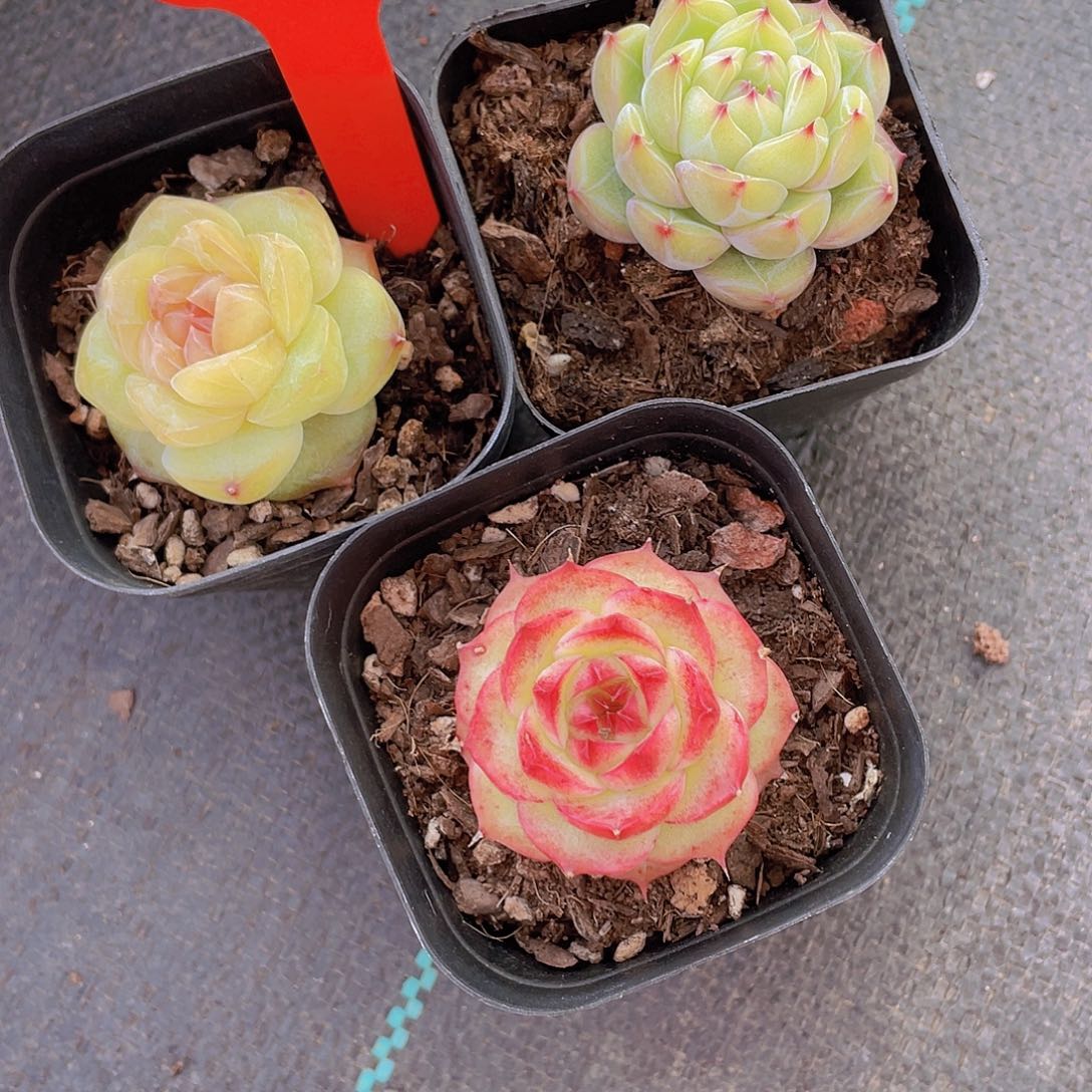 961号 精品美肉三颗