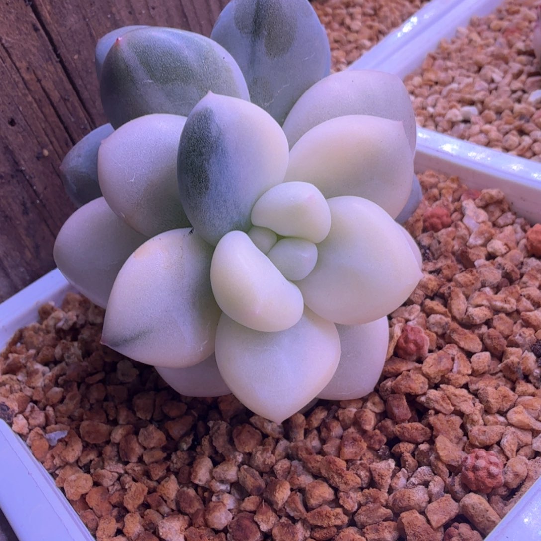 香橙锦 多肉植物锦 