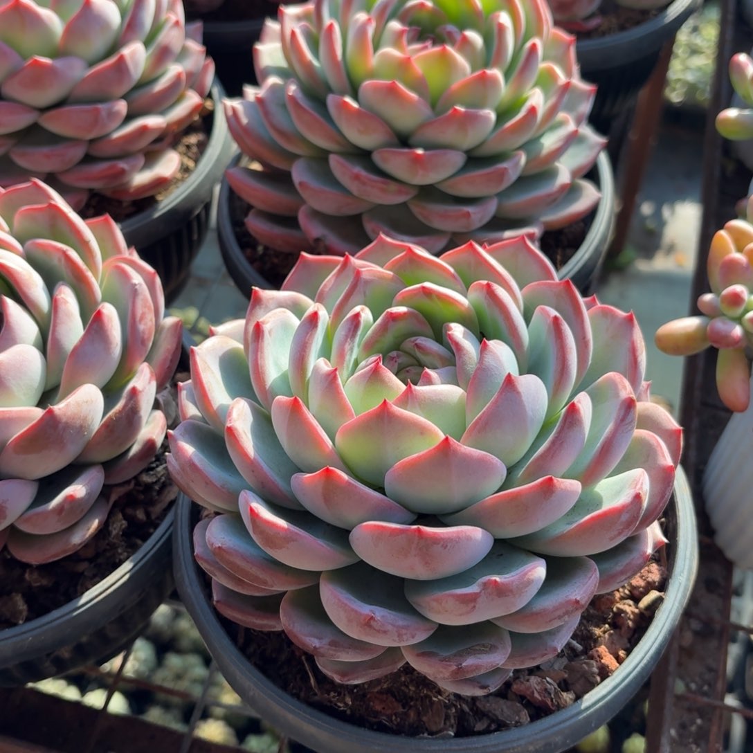 红鸾多肉15㎝盆大号