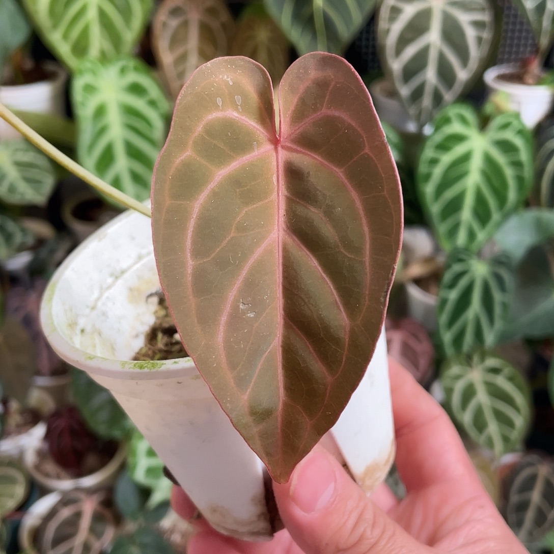 完全开放红水晶杂粉水晶