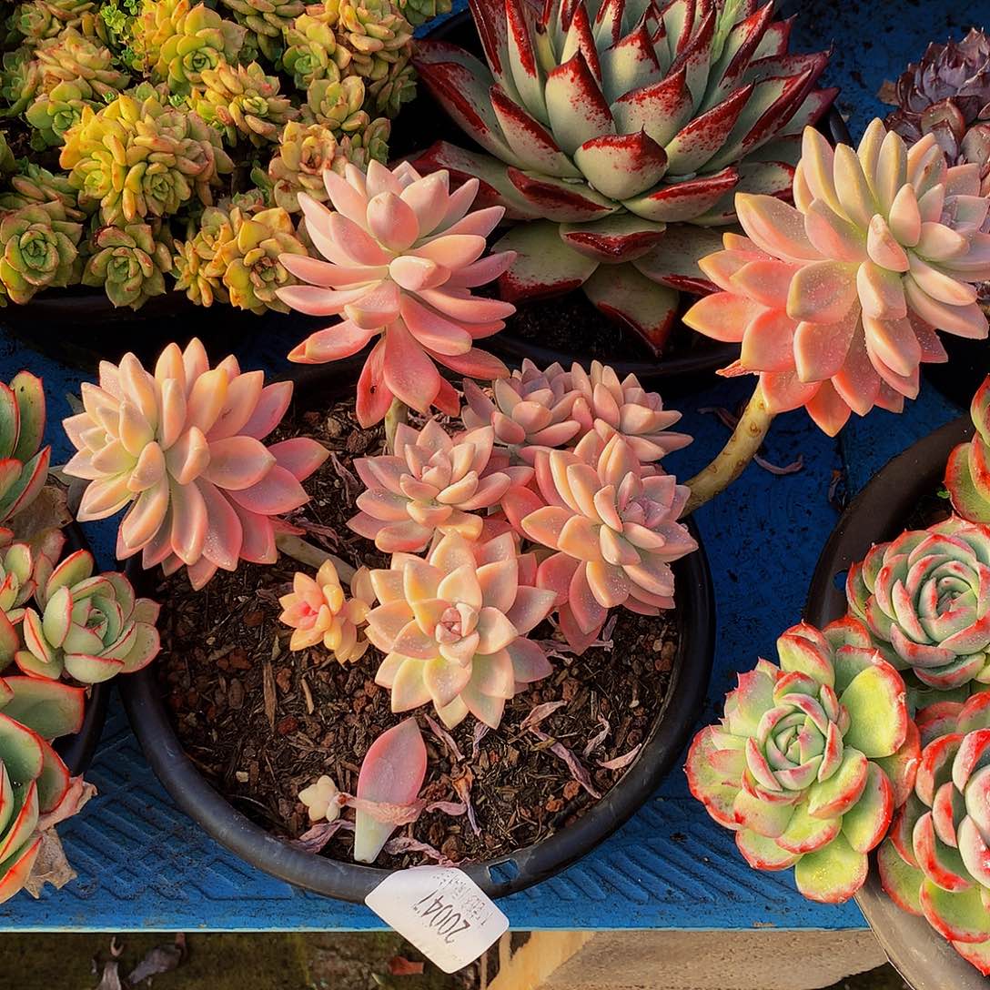 彩***！    淡雪锦多肉20047