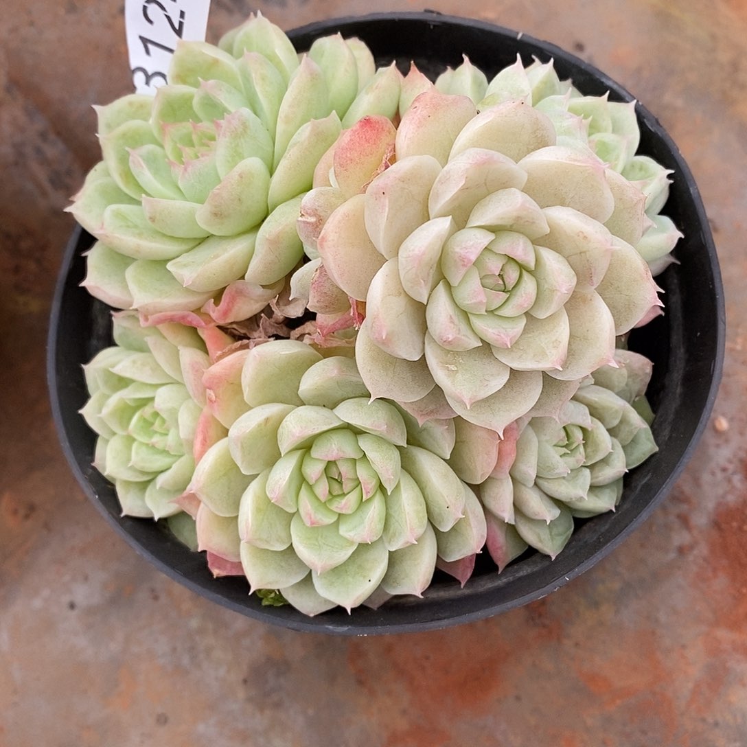 秋***歌3124散群掉头不售后～10厘米