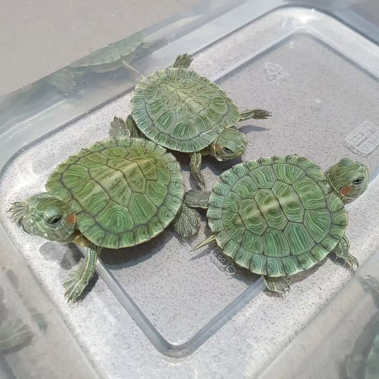 外棠中华草龟观赏宠物龟墨鱼金钱线龟活体复古风华链接