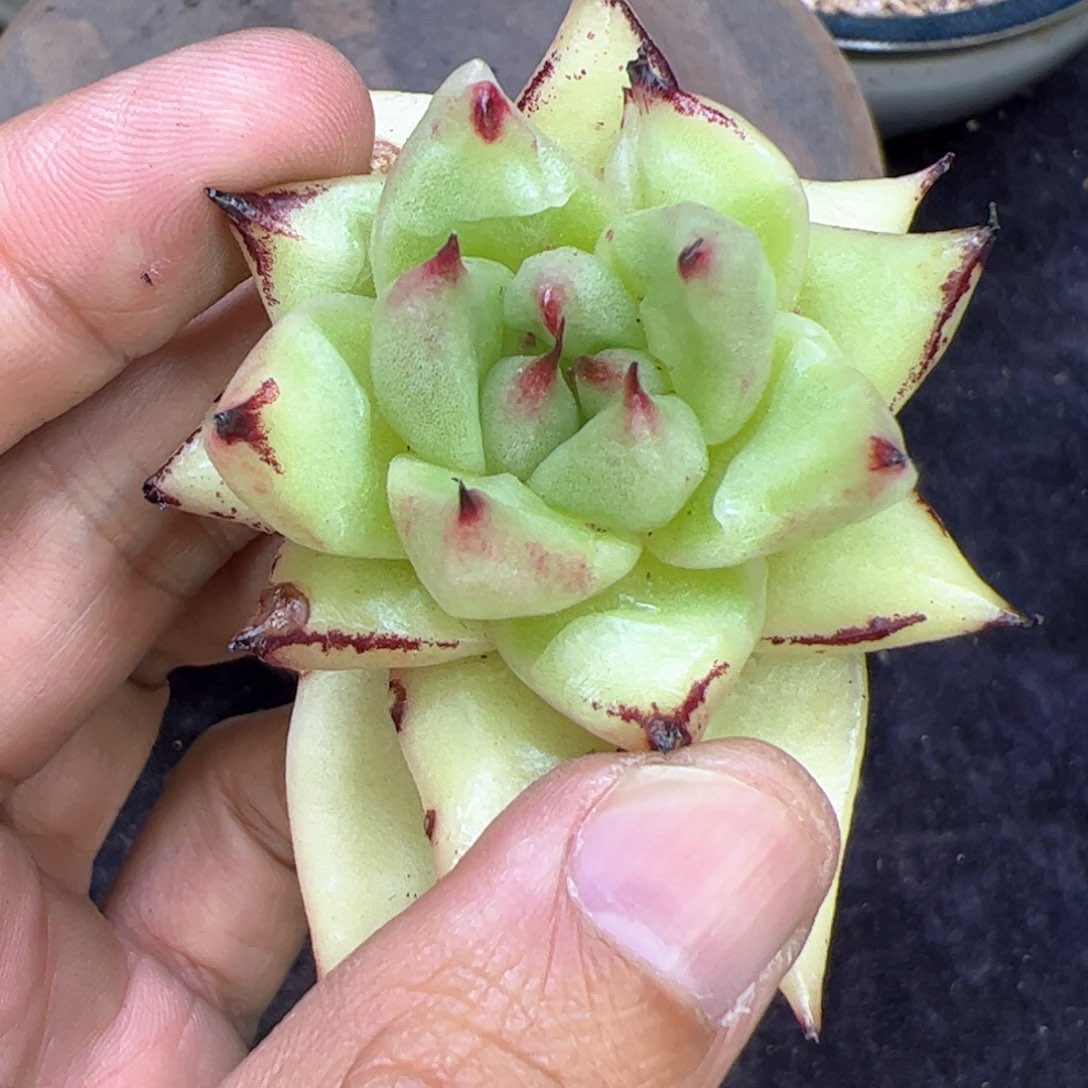 黄金体瘤子，多肉植物