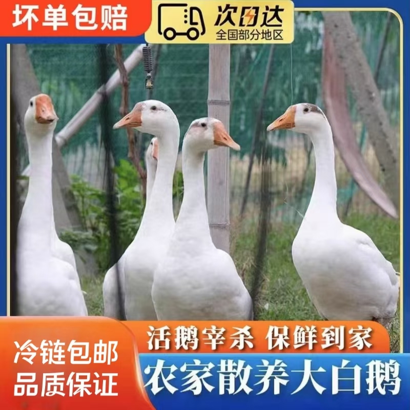 【A】农家散养大白鹅 青年鹅 单只净重9-10斤 杀好带心肝发货