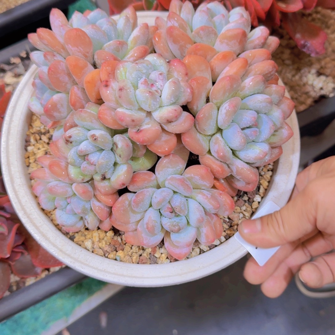 2112三岁多肉植物香水