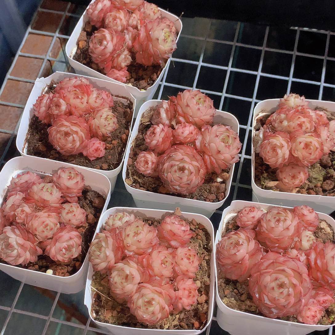 魔卡麦秆2345788990000