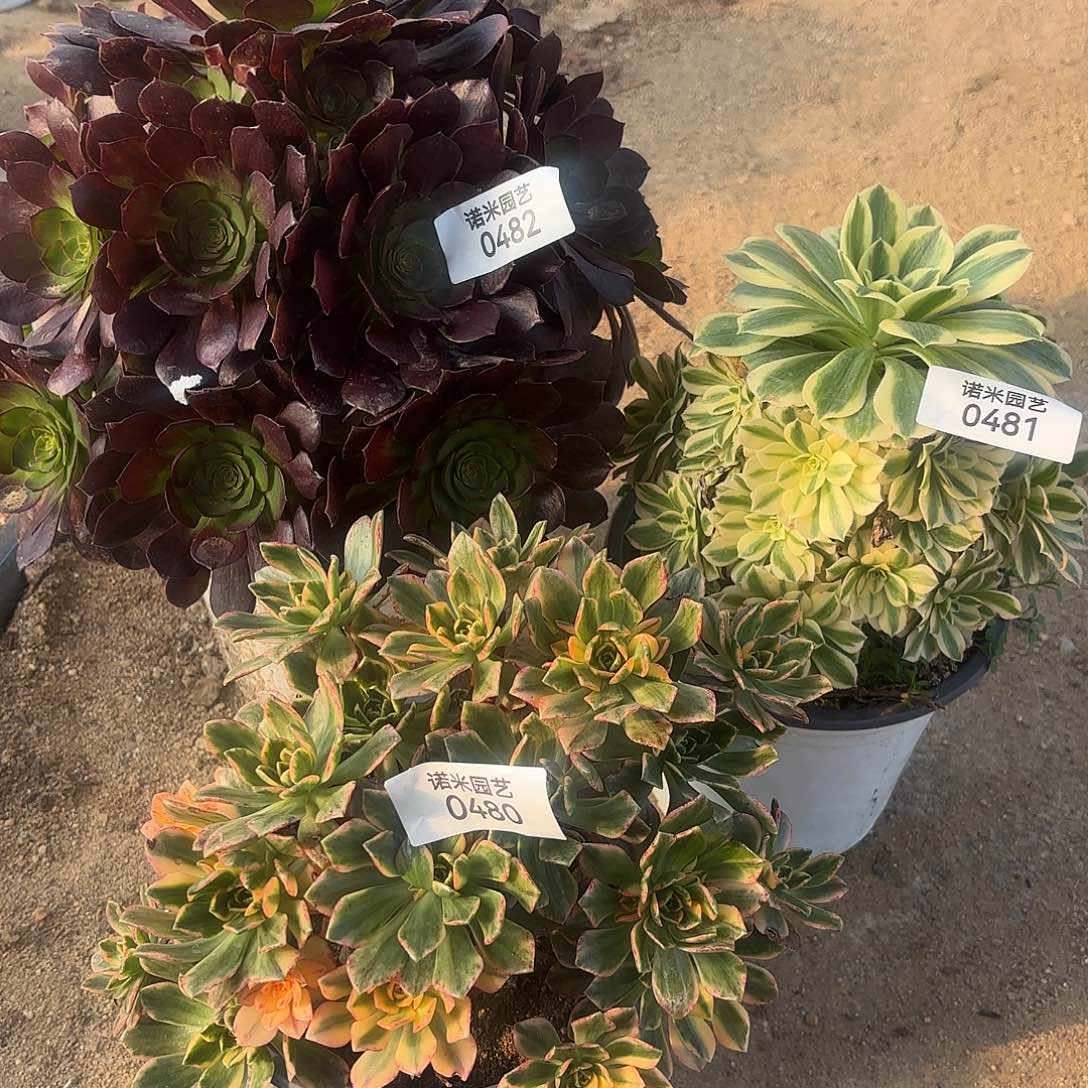 黑美人甜茶迈巴赫多肉植物480-81-82