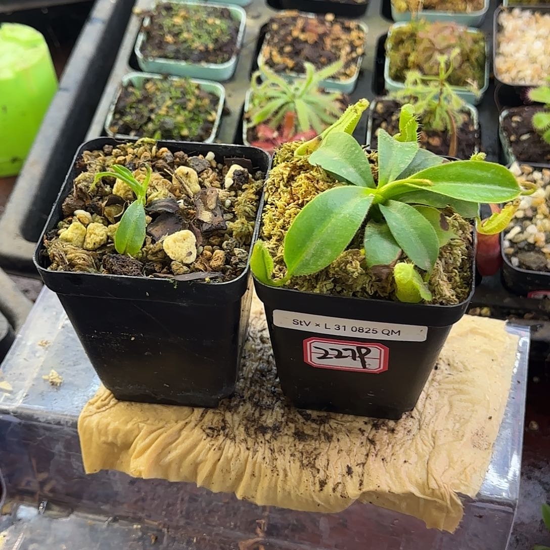 傻***缺无花朵野华和匙叶截叶维奇交劳氏2棵