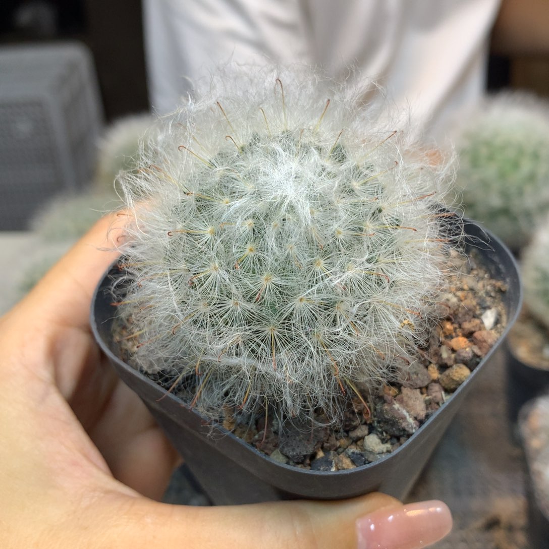      实生 白云高沙整体5公分
