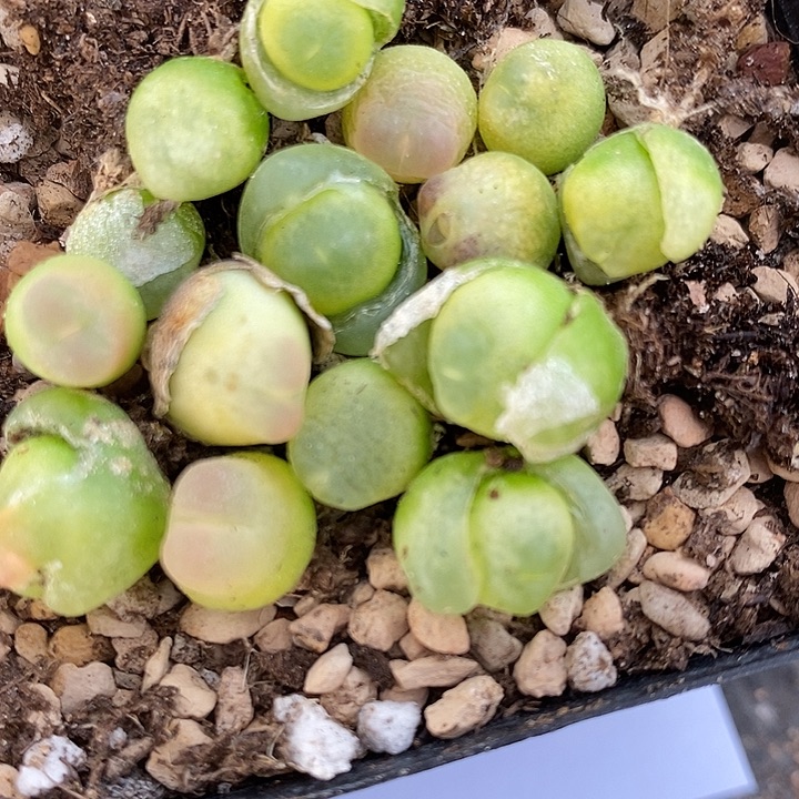 2774福利拉登一组。  