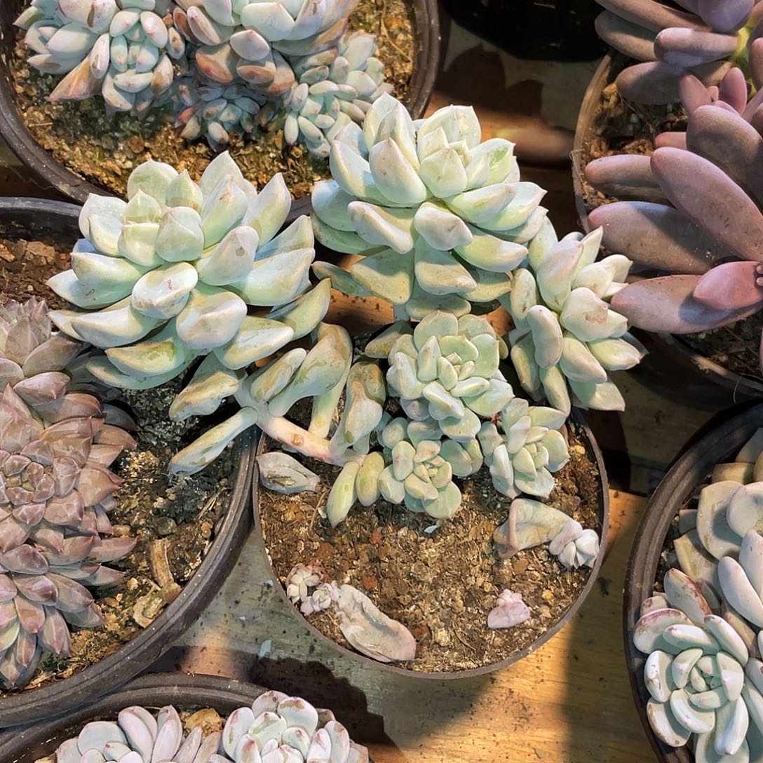 超奶4头满20包邮脱土发货