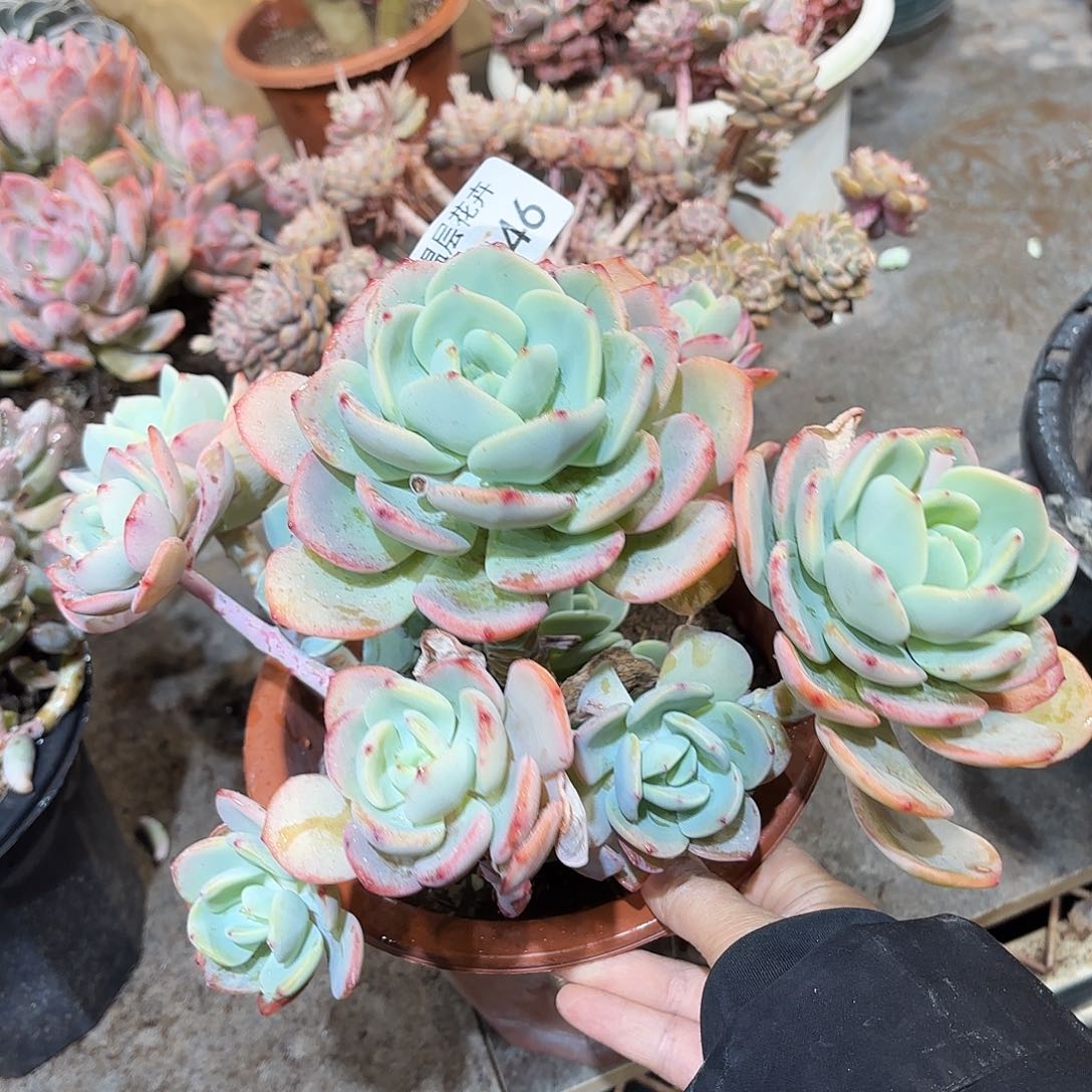 同温层多肉白月光446