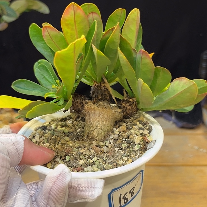 汤圆植物象鼻大戟